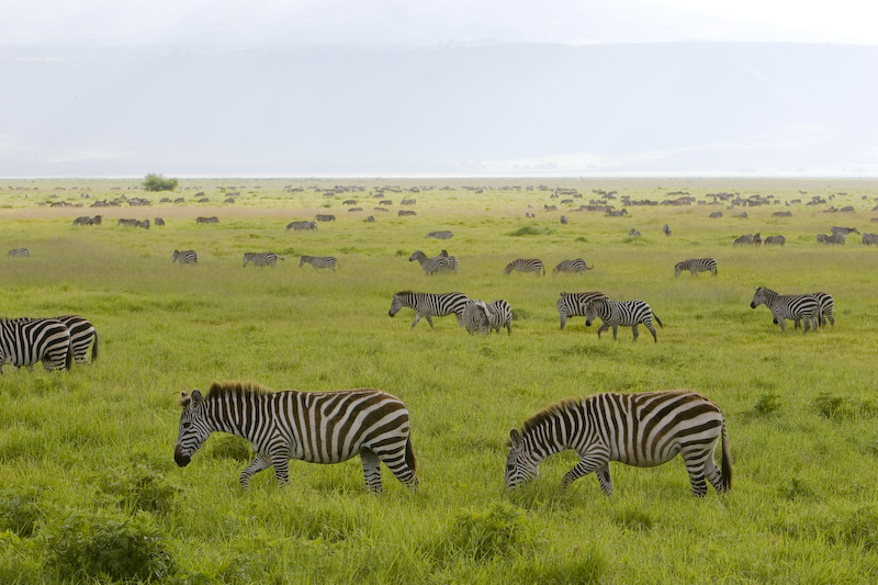 Plains Zebra Grazing